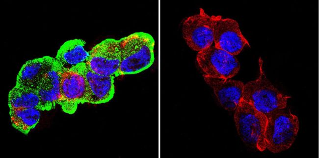 GRP94 Antibody (MA3-016) in Immunofluorescence GRP94 Monoclonal Antibody (9G10)