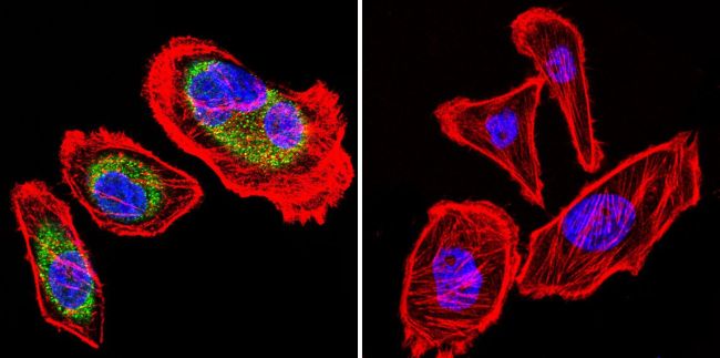 HSP90 beta Antibody (PA3-012) in Immunofluorescence HSP90 beta Polyclonal Antibody