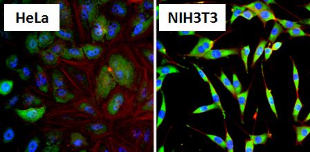 HSP90 alpha Antibody (PA3-013) in Immunofluorescence HSP90 alpha Polyclonal Antibody