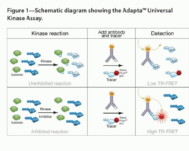 enzyme immunoassay