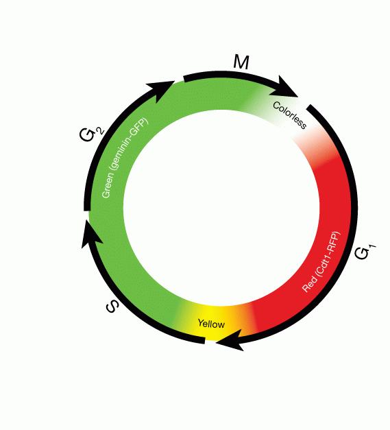 Premo Fucci Cell Cycle Sensor Bacmam 2 0 Thermo Fisher Scientific Imaging Cell Cycle Progression In Live Cells With Premo Fucci Sensor