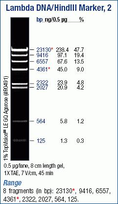 content sfs manuals MAN Lambda DNA EcoRI Marker UG. content sfs manuals MAN Lambda DNA EcoRI Marker UG.