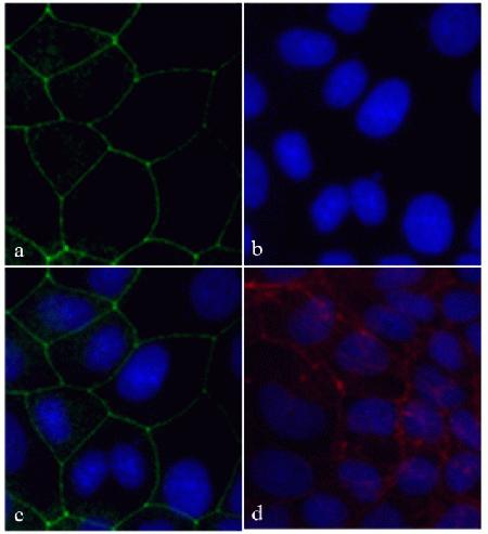 Immunocytochemistry analysis of ABfinity™ Recombinant ZO-1 Rabbit ...