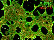 Characterization of cardiomyocytes using the Human Cardiomyocyte ICC Kit