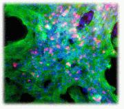 TNNT2 and Nkx2.5 marker expression